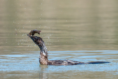 Marangone minore scuote un gambero nel becco