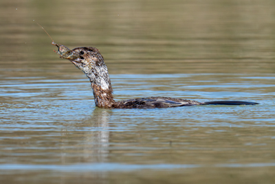 Marangone minore mangia un gambero