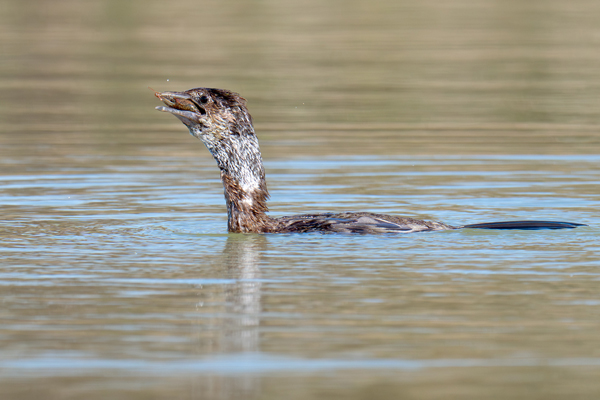 Marangone minore inghiottisce un gambero