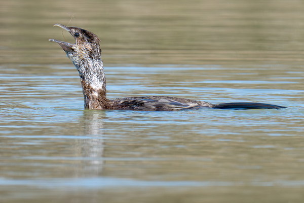 Marangone minore deglutisce un gambero