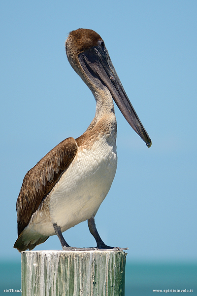 Pellicano bruno in cima ad un palo