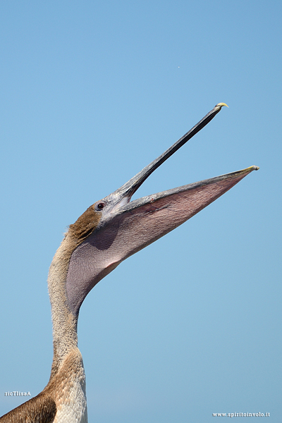 Pellicano bruno in cima ad un palo