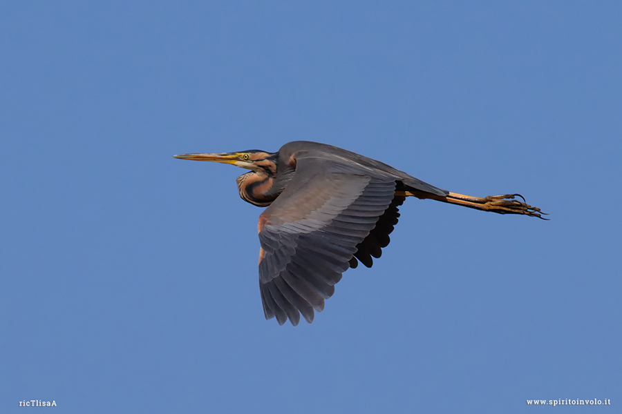 Airone rosso in volo