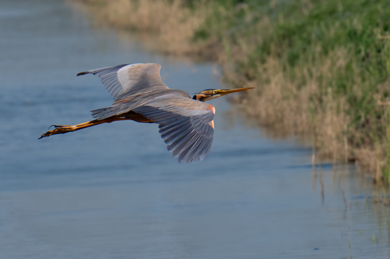 Airone rosso in volo sul canale