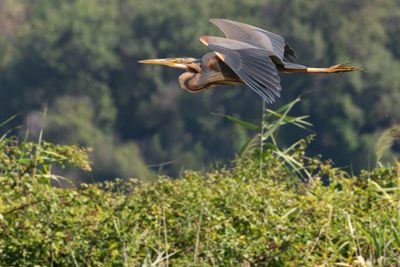 Airone rosso in volo sopra i cespugli