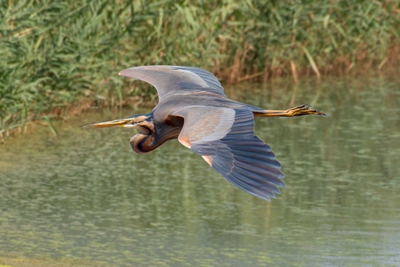 Airone rosso in volo sopra le canne