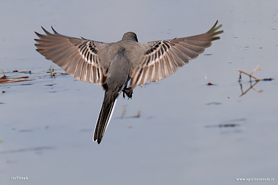 Ballerina bianca con ali aperte