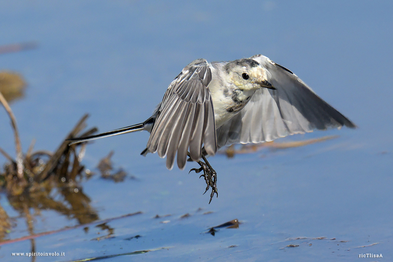 Ballerina bianca spicca il volo