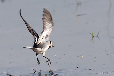 Ballerina bianca in volo nello stagno