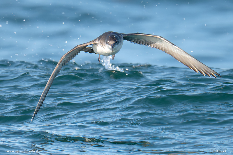 Berta minore con ali aperte sopra il mare