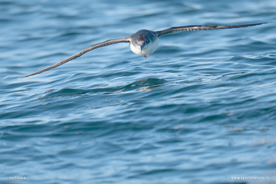 Berta minore con ali aperte radente sull'acqua