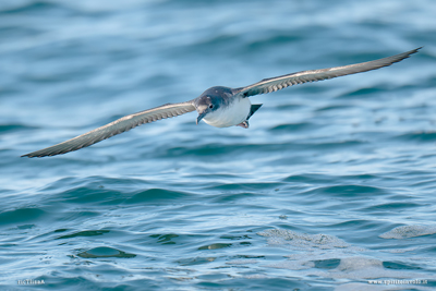 Berta minore in volo sul mare agitato