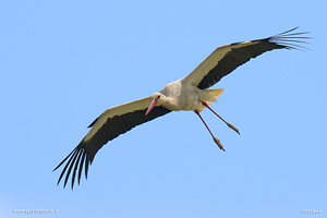 Cicogna Bianca in volo