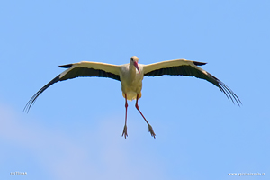 Cicogna Bianca in volo davanti