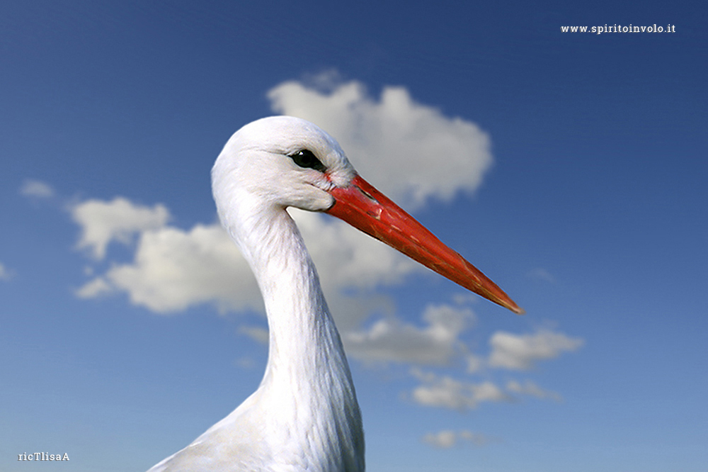 Fotografia di Cicogna Bianca, European White Stork