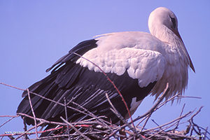 Fotografia di Cicogna Bianca nel nido