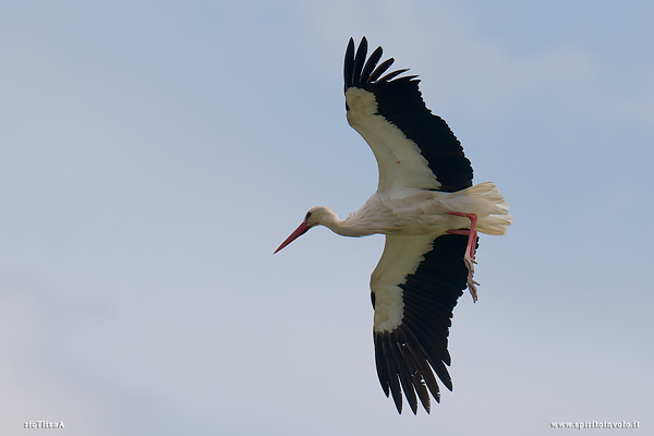 Cicogna Bianca involo di profilo