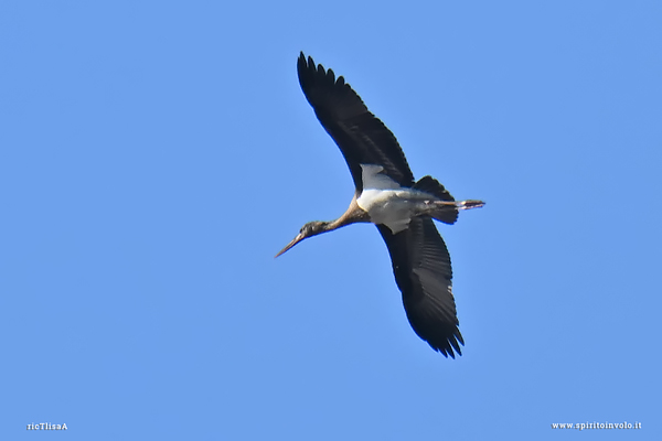 Cicogna nera in volo nel cielo