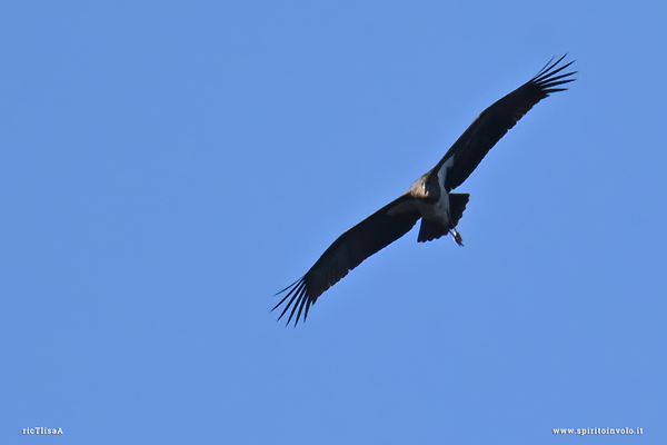 Cicogna nera con ali aperteo nel cielo