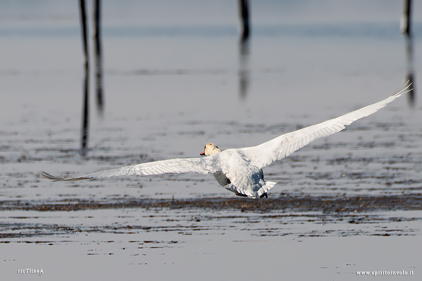 Cigno reale in volo