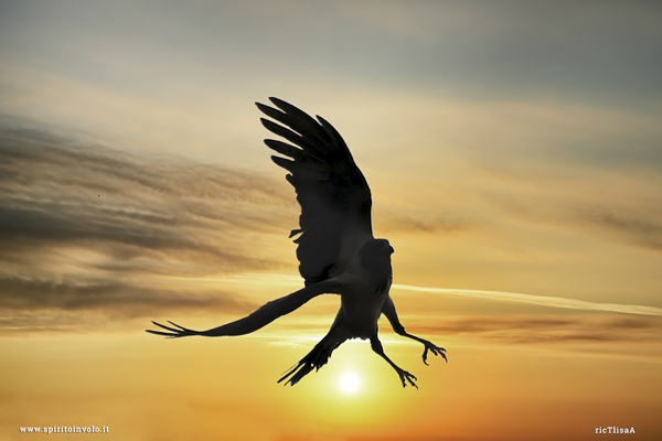 Foto di Cornacchia grigia in volo al tramonto