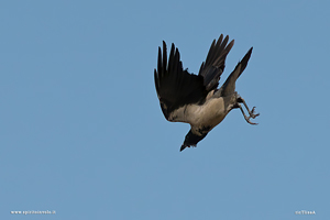 Foto di Cornacchia grigia in volo