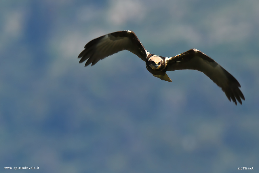 Falco di palude volteggia nel cielo