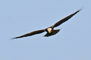 Falco di palude ispeziona il territorio