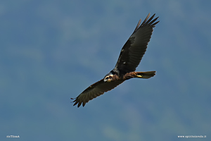 Falco di palude volteggia nel cielo