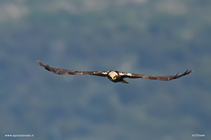 Falco di palude volteggia nel cielo