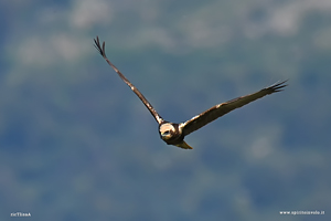Falco di palude volteggia nel cielo