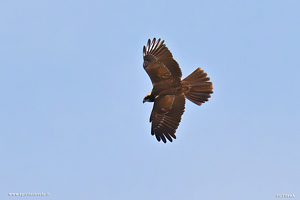 Falco di palude vola alto nel cielo