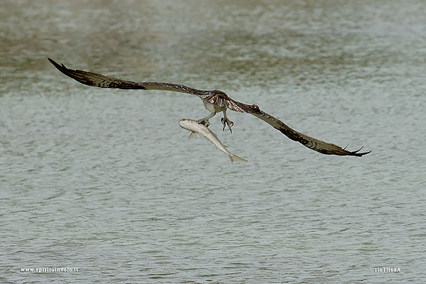Fotografia di Falco Pescatore con pesce tra gli artigli