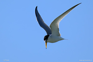 Fraticello in volo