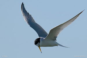 Fraticello in volo