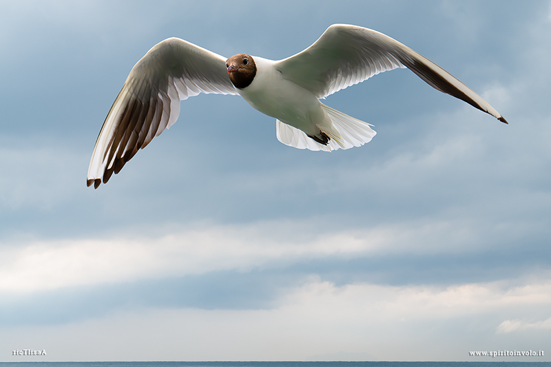  Gabbiano Comune adulto in estate in volo sul mare