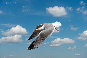 Fotografia di Gabbiano reale mediterraneo in volo