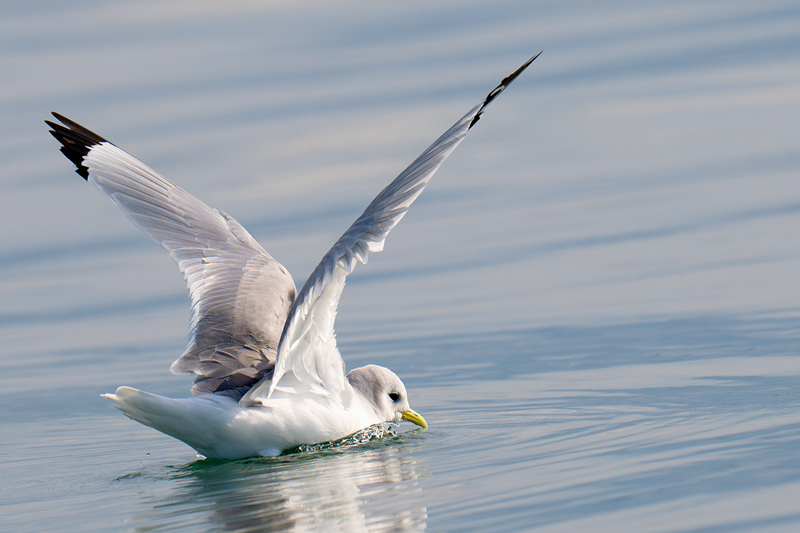 Gabbiano tridattilo con ali aperte