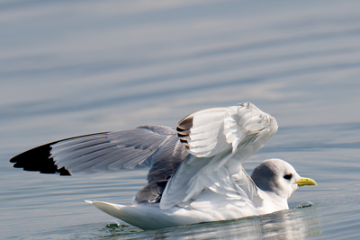 Gabbiano tridattilo sta aprendo le ali