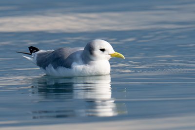 Gabbiano tridattilo galleggia sul mare