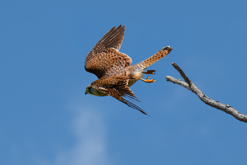 Gheppio si stacca dal ramo
