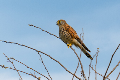 Gheppio su un albero