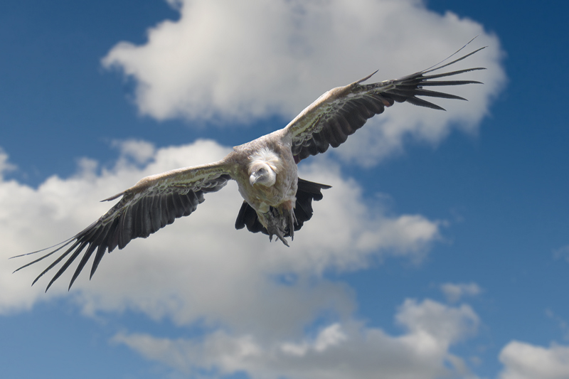 Grifone in volo vista frontale