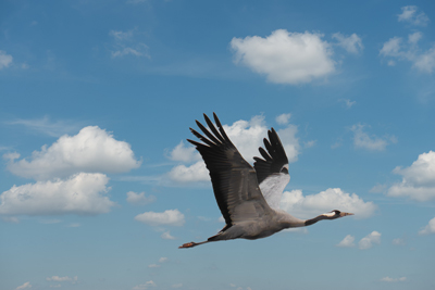 Gru in volo con ali alzate