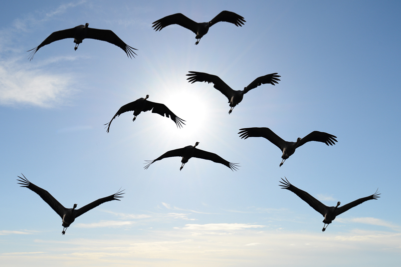 Stormo di Gru in volo contro luce