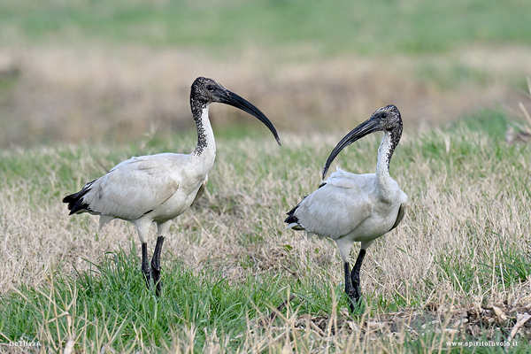 Coppia di Ibis sacro sul prato