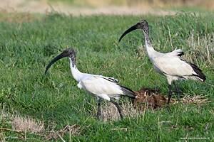 Coppia di Ibis sacro cammina sul prato