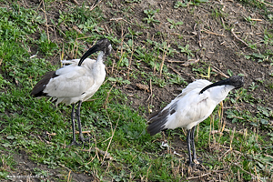 Coppia di Ibis sacro pulizia delle penne