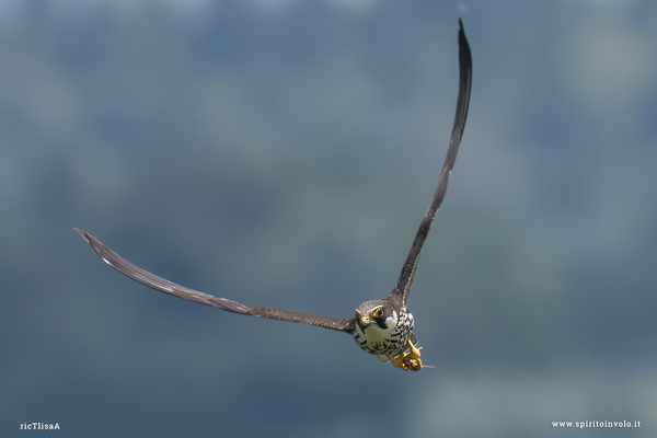 Lodolaio in volo con libellula nelle zampe