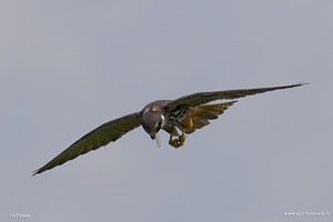 Lodolaio in volo con preda